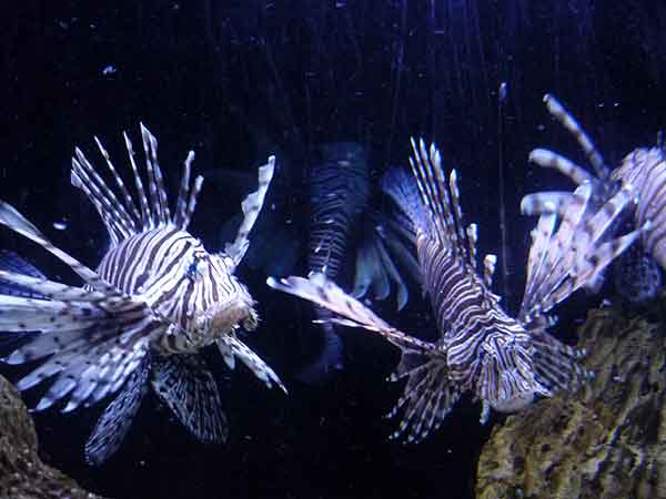 サムイ島 アクアリウム 水族館 アシカショー 熱帯魚
